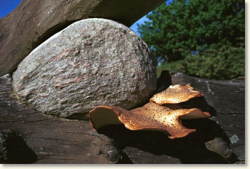 Two Trunks- Four Stones